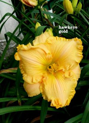 Hawkeye Gold (2009)